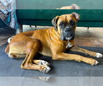 Small #3 Boxer