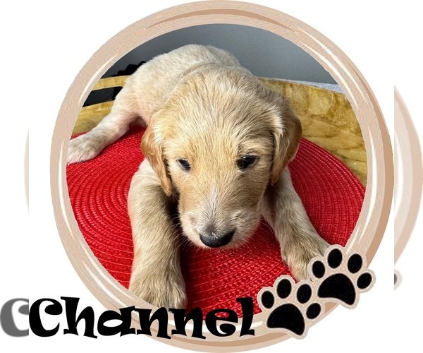 Medium Photo #7 Goldendoodle mix (+ Poodle Standard) Puppy For Sale in SARASOTA, FL, USA
