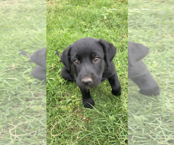 Medium Photo #1 Labrador Retriever-Unknown Mix Puppy For Sale in Grafton, WI, USA