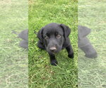 Small Labrador Retriever Mix