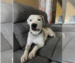 Small #1 Mutt