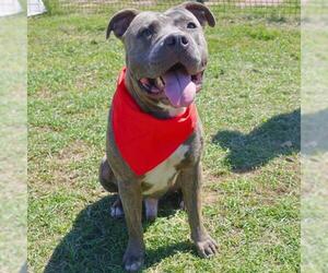 American Staffordshire Terrier-Unknown Mix Dogs for adoption in San Antonio, TX, USA