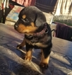 Small Photo #14 Rottweiler Puppy For Sale in RANCHO CORDOVA, CA, USA
