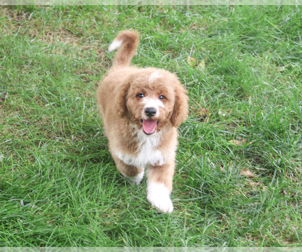Medium Photo #3 Goldendoodle mix (+ Poodle Standard) Puppy For Sale in SYRACUSE, IN, USA