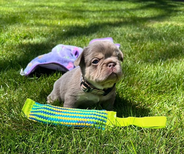 Medium Photo #1 French Bulldog Puppy For Sale in CLACKAMAS, OR, USA