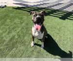 Small American Bandogge mastiff
