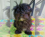 Small #1 Shih Tzu