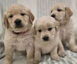 Image preview for Ad Listing. Nickname: Goldens