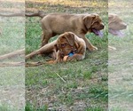 Small Photo #10 Dogue de Bordeaux Puppy For Sale in MONROE, GA, USA