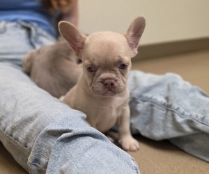 French Bulldog Puppy for sale in MILTON, WI, USA