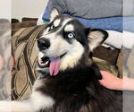 Small #1 Siberian Husky