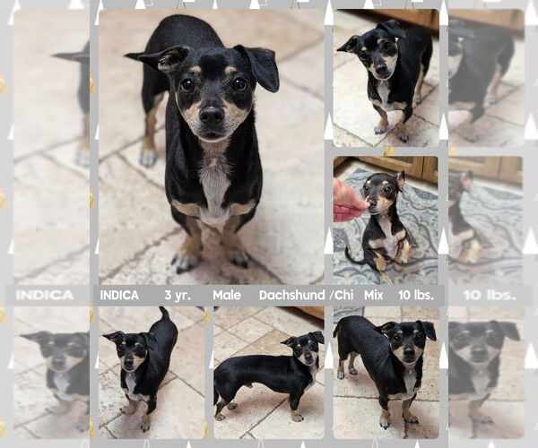 Medium Photo #1 Chiweenie Puppy For Sale in Mesa, AZ, USA