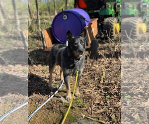 Mutt Dogs for adoption in Garden City, NY, USA