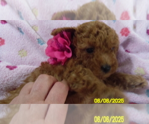 Poodle (Toy) Puppy for sale in DULUTH, GA, USA