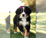 Small Photo #4 Bernese Mountain Dog Puppy For Sale in SHIPSHEWANA, IN, USA