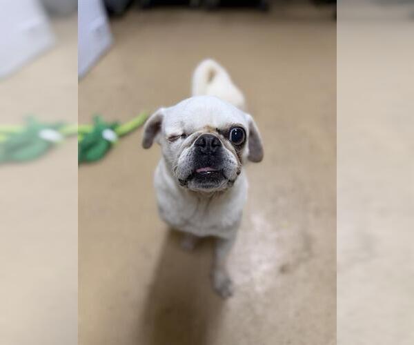 Medium Photo #1 Pug-Unknown Mix Puppy For Sale in Chula Vista, CA, USA