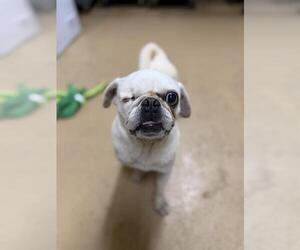 Pug-Unknown Mix Dogs for adoption in Chula Vista, CA, USA