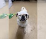Small Pug Mix