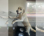 Small Photo #5 Labrador Retriever Puppy For Sale in ALHAMBRA, CA, USA