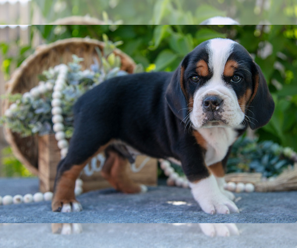 Medium Photo #2 Beabull Puppy For Sale in SHIPSHEWANA, IN, USA