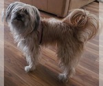 Small Photo #11 Maltipoo (Miniature) Puppy For Sale in Las Vegas, NV, USA
