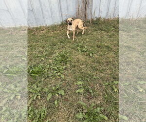 Keone - Male Black Mouth Cur-Unknown Mix Dog for Adoption - Photo #2