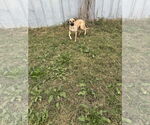 Small #2 Black Mouth Cur Mix