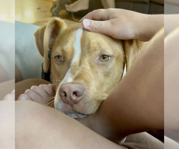 Medium Photo #35 American Pit Bull Terrier-Unknown Mix Puppy For Sale in Brewster, NY, USA