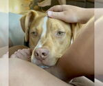 Small #34 American Pit Bull Terrier Mix