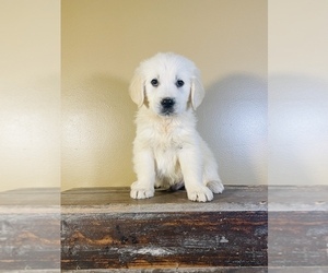 English Cream Golden Retriever Puppy for sale in OCALA, FL, USA