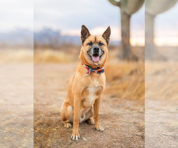 Medium Photo #1 German Shepherd Dog-Unknown Mix Puppy For Sale in Chandler, AZ, USA