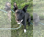 Small #8 Boston Terrier Mix