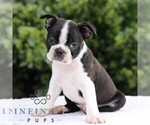 Small #3 Boston Terrier