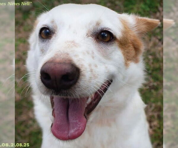 Medium Photo #1 Mutt Puppy For Sale in Canton, CT, USA