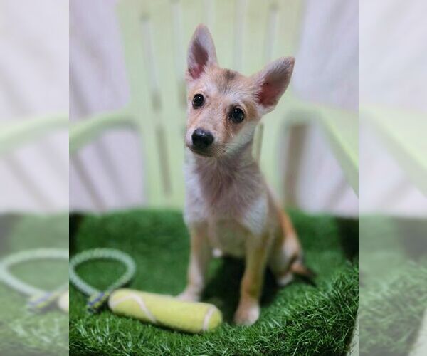 Medium Photo #6 Chiranian Puppy For Sale in Tustin, CA, USA