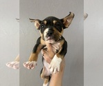Small #10 American Bully