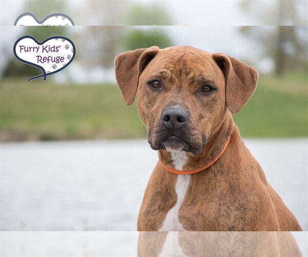 Medium Photo #2 American Pit Bull Terrier-Retriever  Mix Puppy For Sale in Lee's Summit, MO, USA