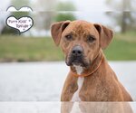 Small Photo #2 American Pit Bull Terrier-Retriever  Mix Puppy For Sale in Lee's Summit, MO, USA