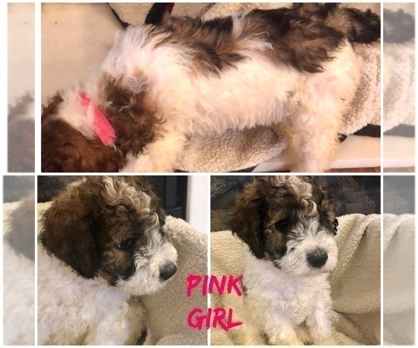Medium Photo #3 Pyredoodle Puppy For Sale in DACULA, GA, USA