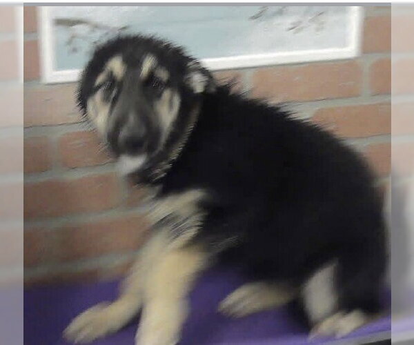 Medium Photo #1 German Shepherd Dog Puppy For Sale in Kankakee, IL, USA