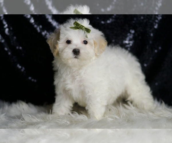Medium Photo #4 Maltipoo (Miniature) Puppy For Sale in WARSAW, IN, USA