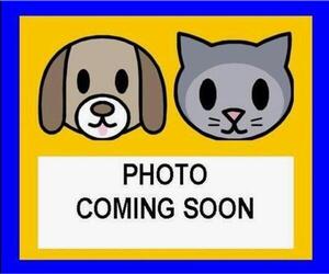 Great Pyrenees-Unknown Mix Dogs for adoption in San Antonio, TX, USA