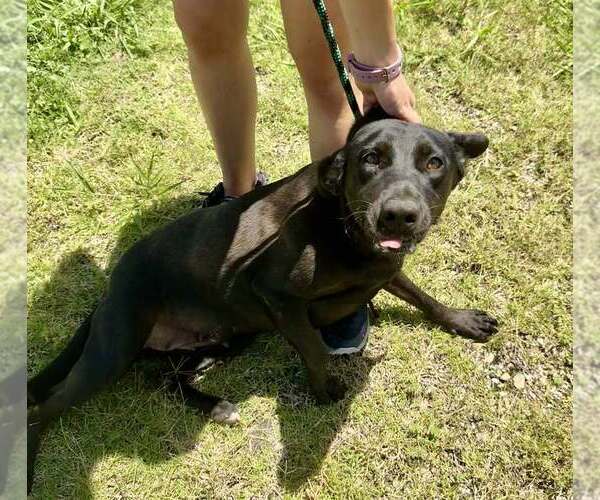 Medium Photo #2 Mutt Puppy For Sale in Abbeville, LA, USA