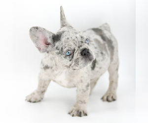 French Bulldog Puppy for sale in OVIEDO, FL, USA