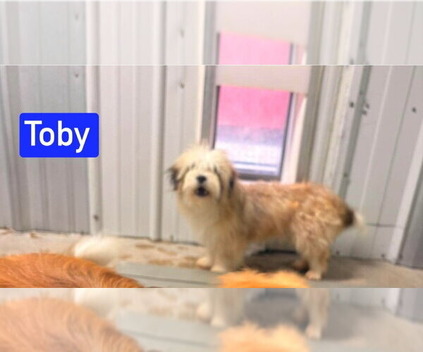 Medium Photo #2 Shih Tzu-Unknown Mix Puppy For Sale in Foristell, MO, USA