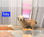 Small #1 Shih Tzu Mix