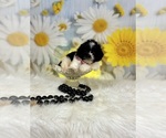 Small #10 ShihPoo