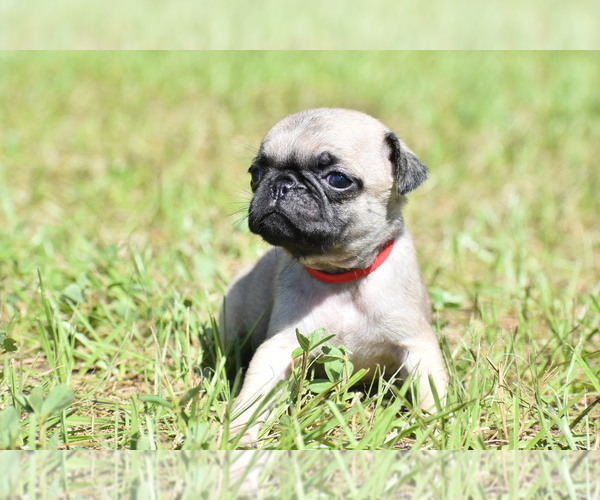 Medium Photo #1 Pug Puppy For Sale in PALM COAST, FL, USA