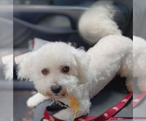 Father of the Bichon Frise puppies born on 01/21/2025