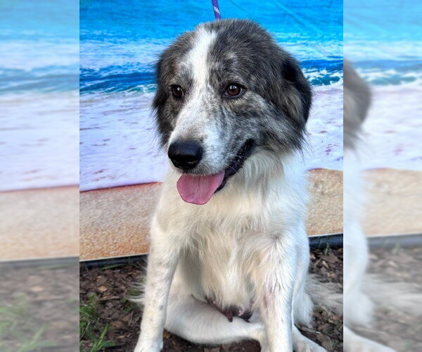Medium Photo #6 Great Pyrenees Puppy For Sale in Spring, TX, USA